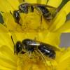 Lasioglossum sp.